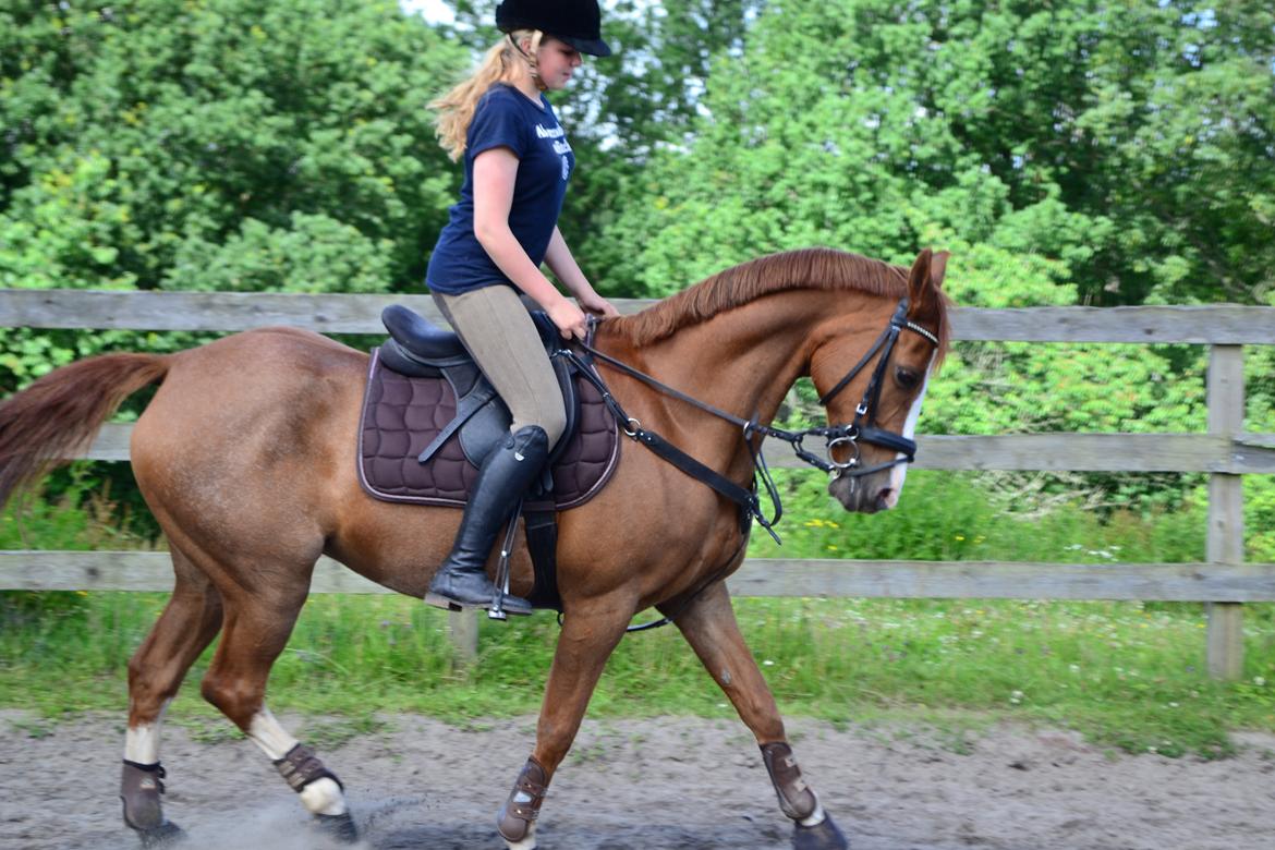 DSP Fundi billede 11