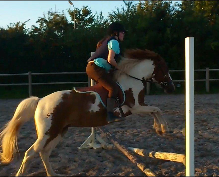 Anden særlig race Dixie - Spring pony<3 billede 12