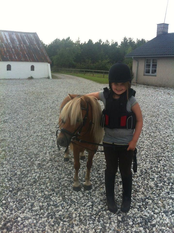 Shetlænder Lille Rosendals Clara billede 4