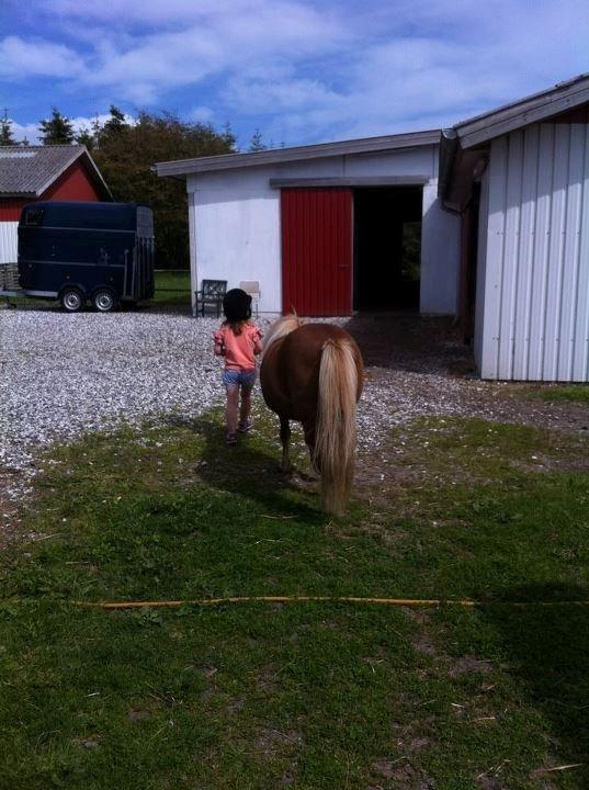 Shetlænder Lille Rosendals Clara billede 6