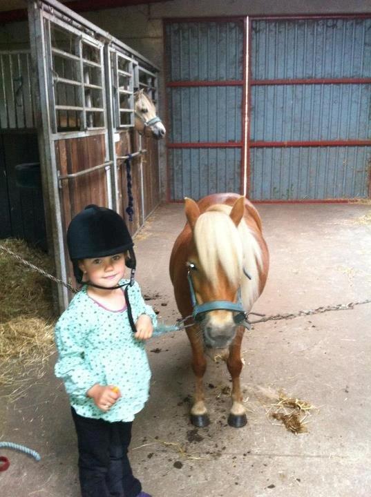 Shetlænder Lille Rosendals Clara billede 8