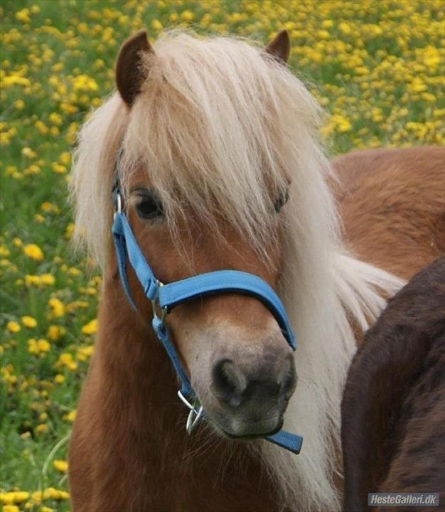 Shetlænder Lille Rosendals Clara billede 9