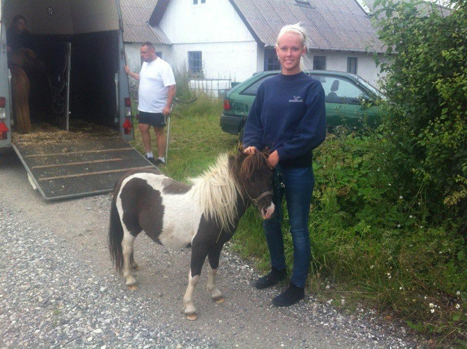 Shetlænder Lysell's Arthur - Da jeg fik ham hjem.. Fredag d. 10.08.12 billede 2
