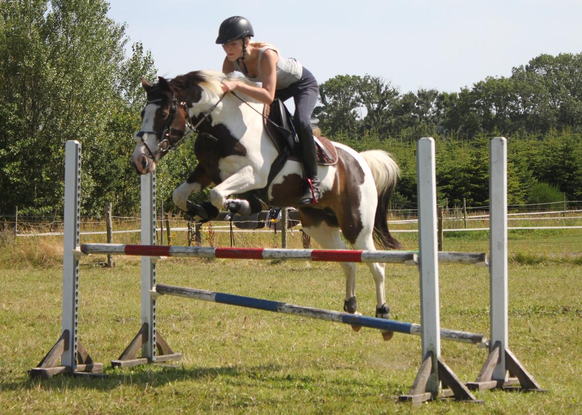 Anden særlig race Rain Solei - B-pony billede 4