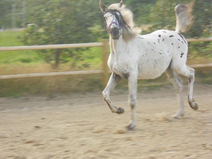 Knabstrupper Stald Buch's Cinero - Min lille araber ;)
21. juli 2012 billede 26