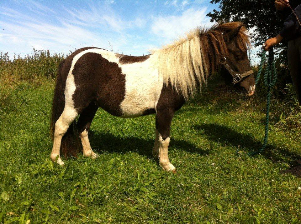 Shetlænder Lysell's Arthur - <3 billede 6