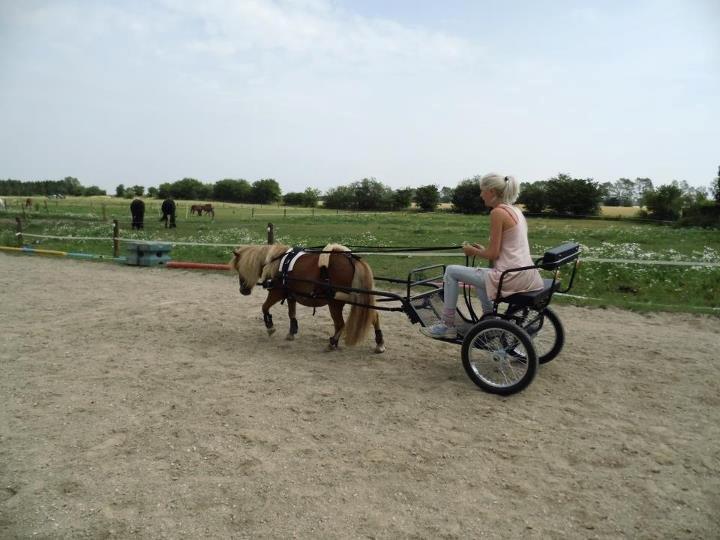 Shetlænder Rosie aka lynet mcqueen xD (min egen) - Min første tur med min dejlige pony :) billede 13