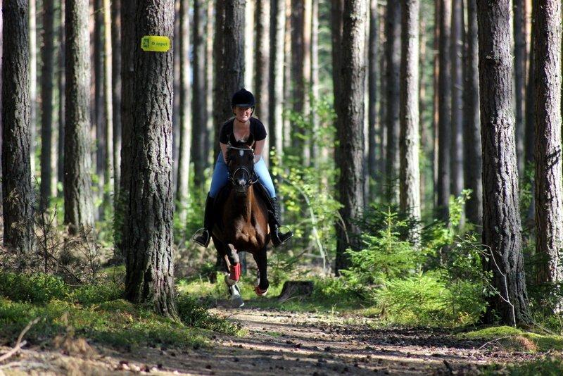 Hollandsk Sportspony | Radec<3 | (Toblerone) - Radec giver den gas i skoven :-D  billede 8