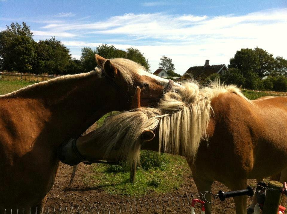 Tyroler Haflinger Ice Røgtergaard billede 1