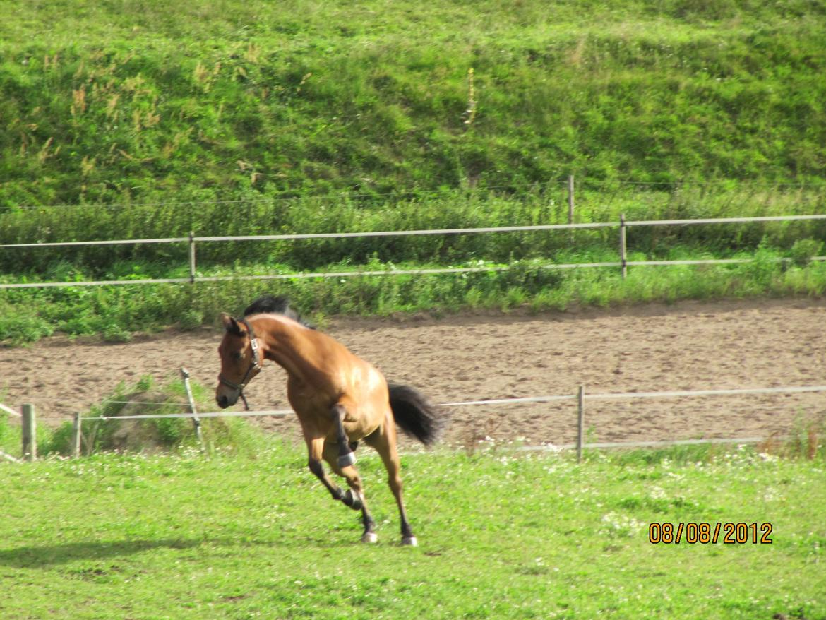 New Forest Sultan De Civry - zulu giver den gasss på folden! <3 billede 2