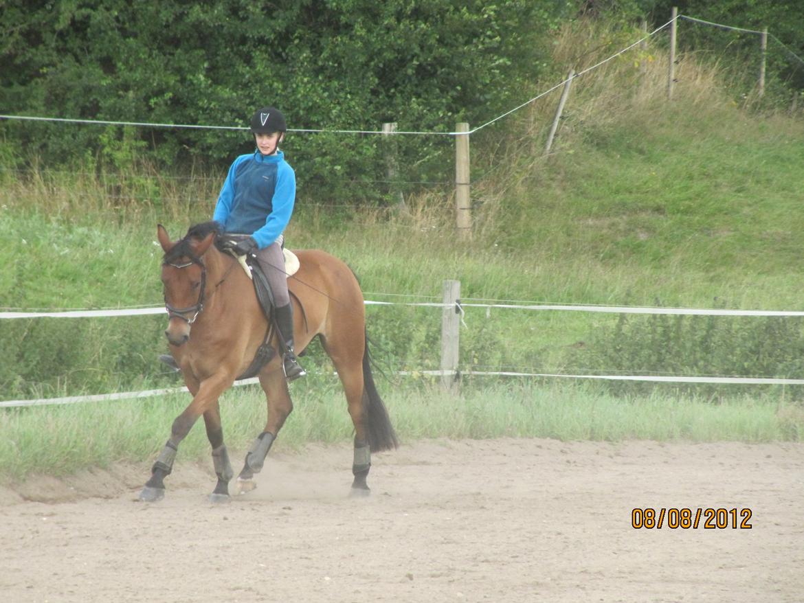 New Forest Sultan De Civry - Man kan bare ik andet end af holde af dig! <3 :*** billede 4