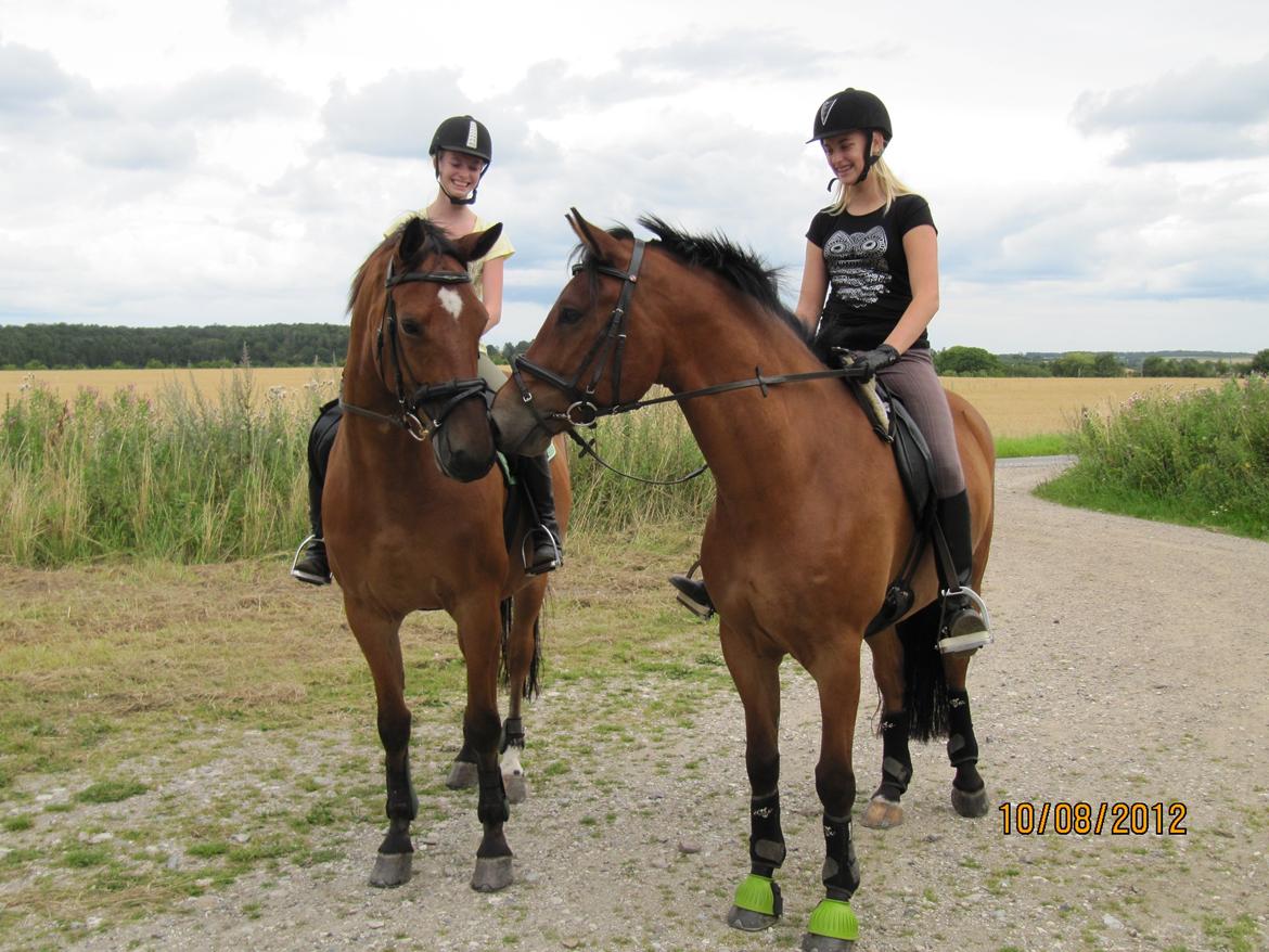 New Forest Sultan De Civry - skovtur, lillebror og zulu hilser lige på hinanden for hvad... 117. gang? :) billede 5