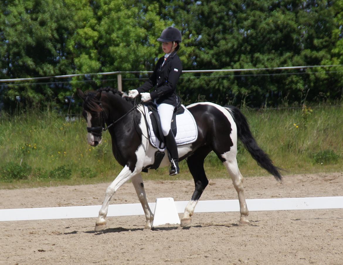 Pinto Lyngholms Maddie<3 B-pony - I knew it were meant to be, from day 1<3 billede 8