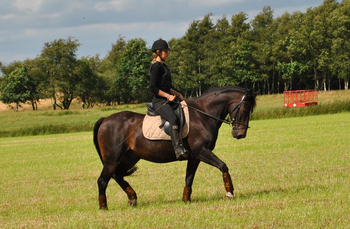 Anden særlig race Aavang's Lucas - 31.7.12.
Trav. billede 14