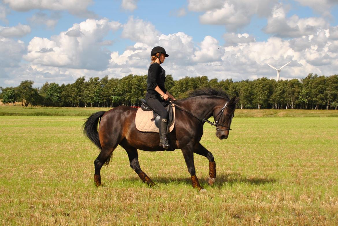 Anden særlig race Aavang's Lucas - 31.7.12. Galop. billede 16