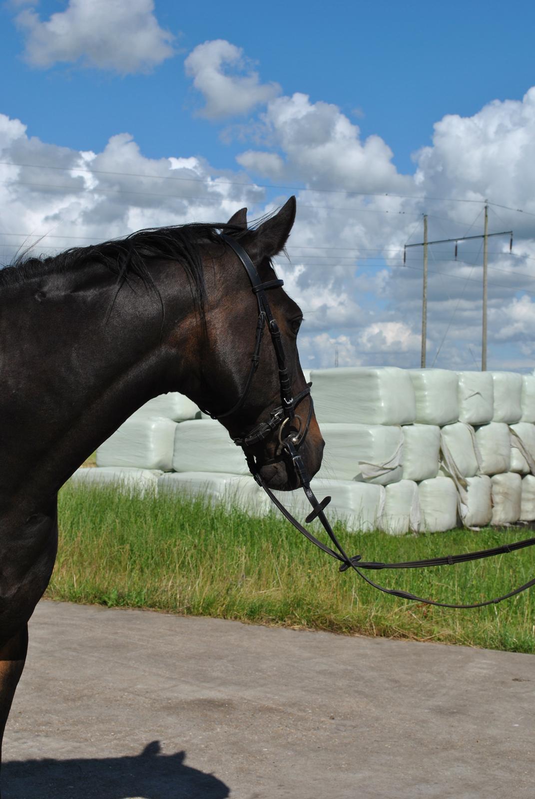 Anden særlig race Aavang's Lucas - 31.7.12.
Skønt hoved. billede 17