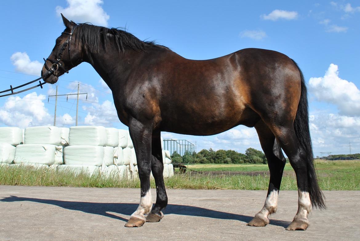 Anden særlig race Aavang's Lucas - 31.7.12.
Helt dumt bygget er han ikke. billede 18