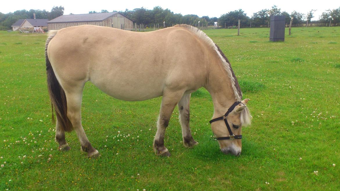 Fjordhest Mille billede 1