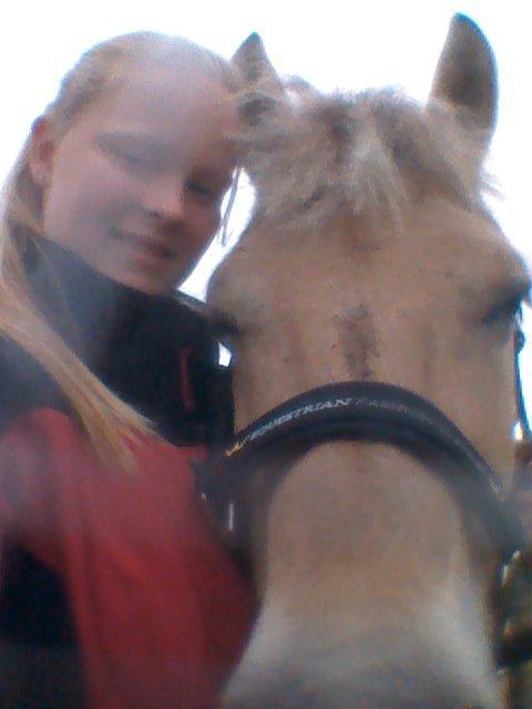 Fjordhest Mille billede 2