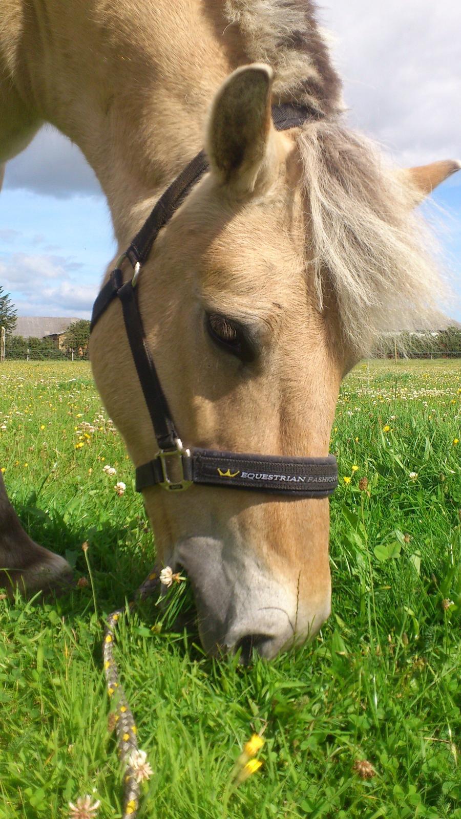 Fjordhest Mille billede 3