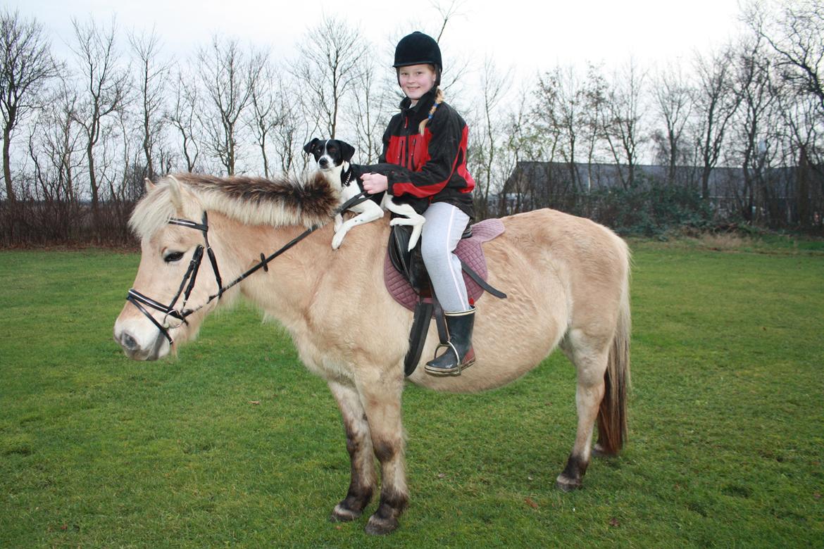 Fjordhest Mille billede 4
