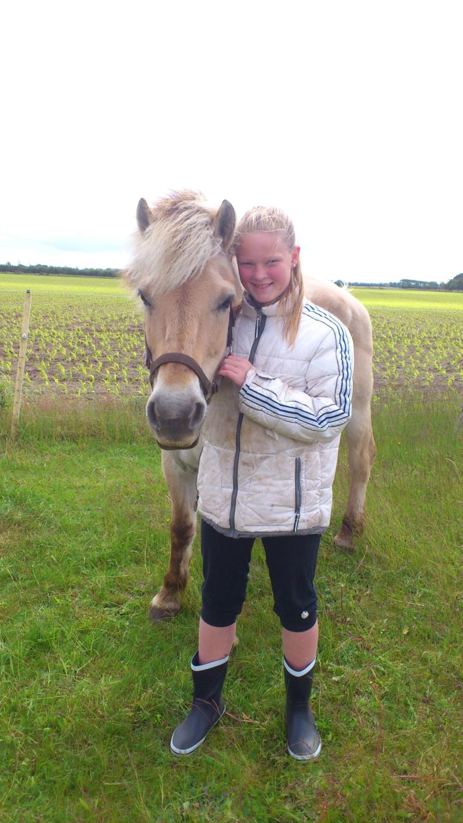 Fjordhest Mille billede 5