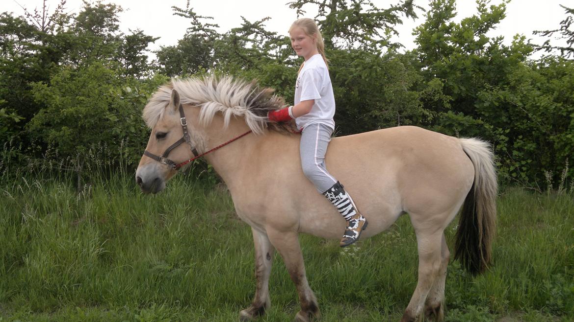 Fjordhest Mille billede 6
