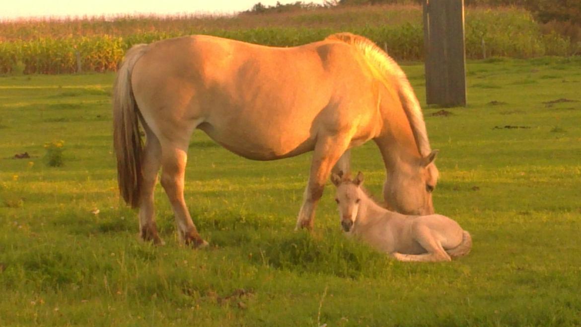 Fjordhest Mille billede 7