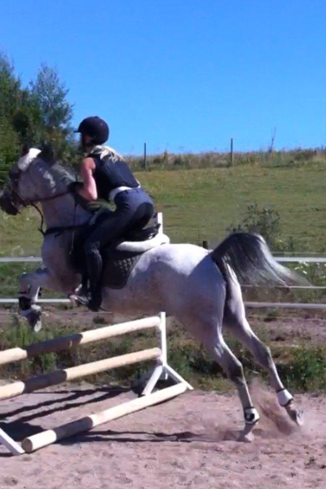 Arabisk fuldblod (OX) ~ | ~ FA. Queenie OX ~ | ~ (PRINSESSEN) - Springtræning d. 13/8. Her springer vi 70cm <3 billede 18