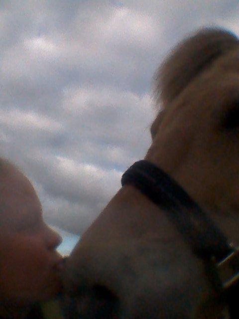 Fjordhest Mille billede 9