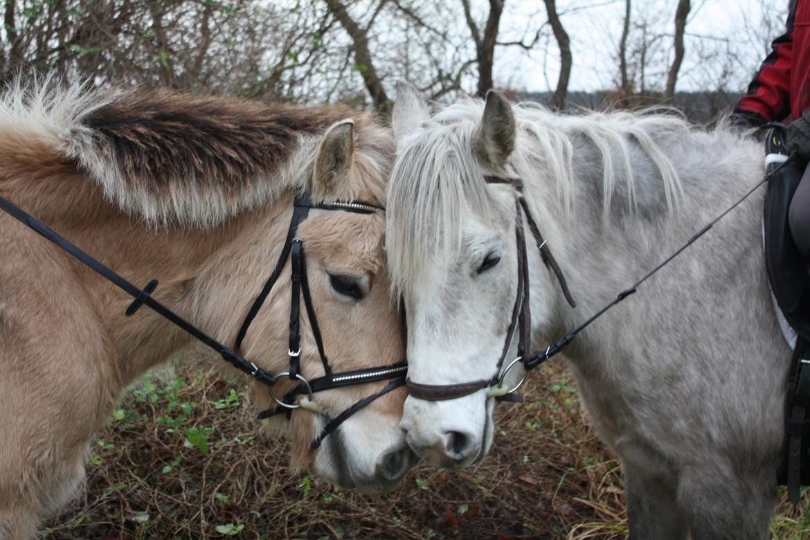 Fjordhest Mille billede 10