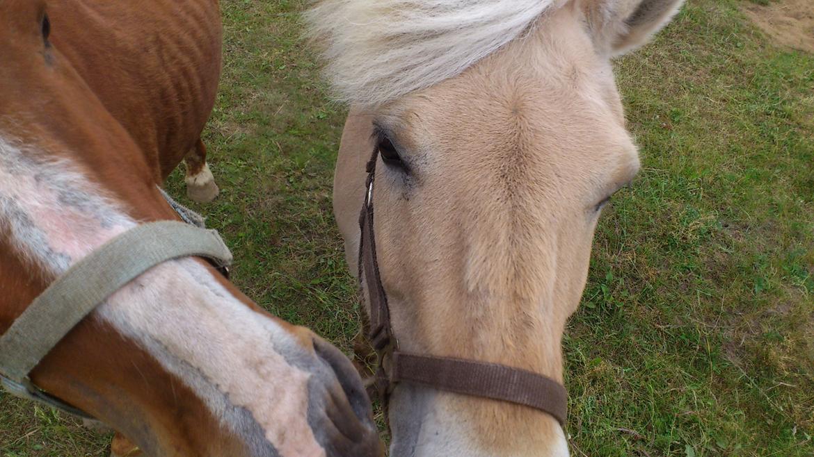 Fjordhest Mille billede 11