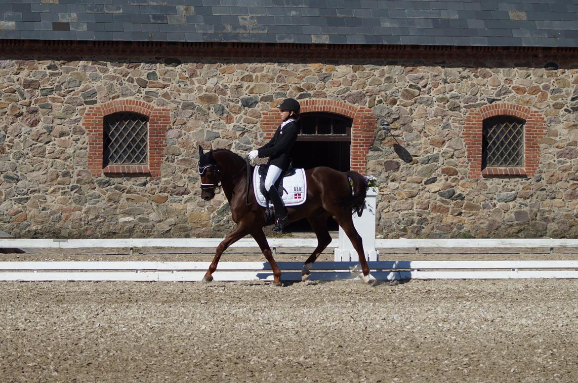 Tysk Sportspony Campari WE A-Pony - DM 2012
Foto: Mie Buus billede 13