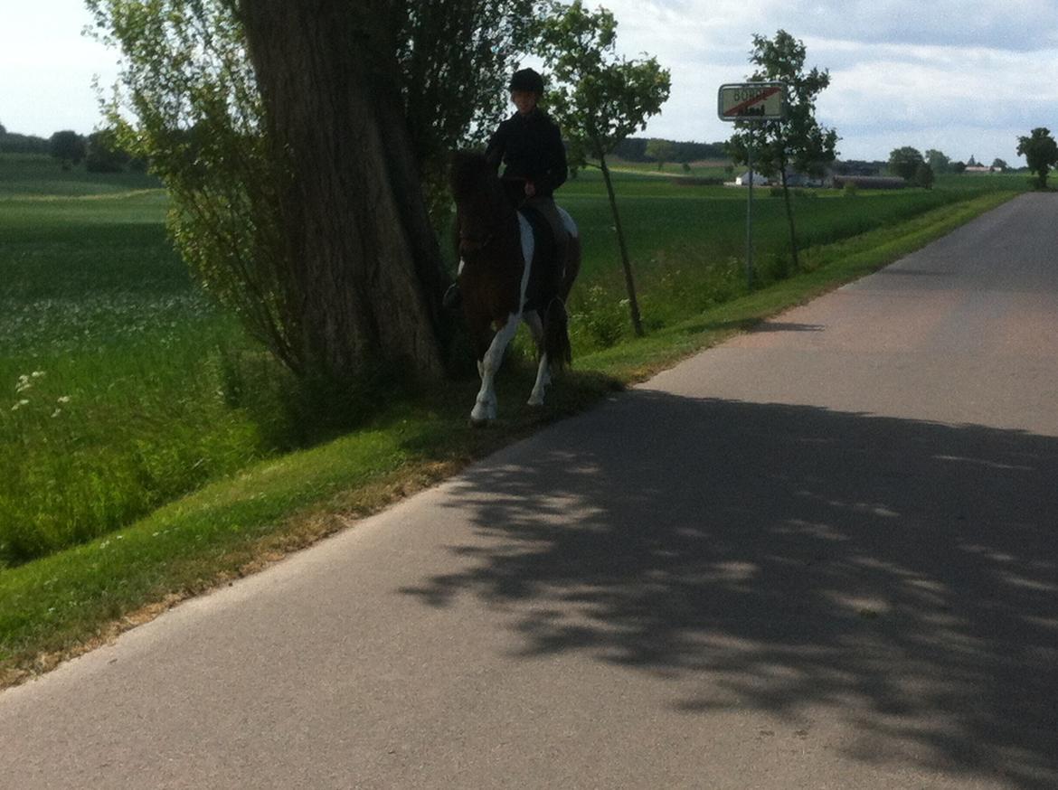 Islænder Fani billede 1