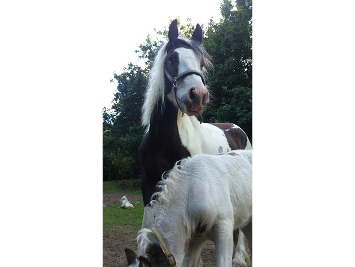 {{currentPhoto.altText}} billede {{currentPhoto.number}}