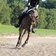 Anden særlig race Golden Wind [Tidl. part]