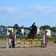 Dansk Varmblod Mon Amie [Baby]