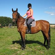 Dansk Varmblod Miss Carnival [Himmelhest]