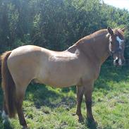 Anden særlig race Staldnygaards Laban