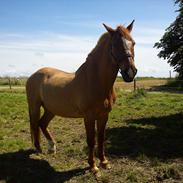 Anden særlig race Staldnygaards Laban