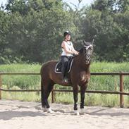 Schweres Warmblut Gero