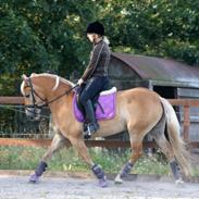 Haflinger My Fair Lady.SAVNET ;(