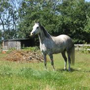 Arabisk fuldblod (OX) Silver baby ( tidligere hest ) 