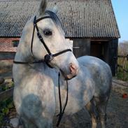 Arabisk fuldblod (OX) Silver baby ( tidligere hest ) 