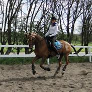 Anden særlig race Golden Star B-PONY