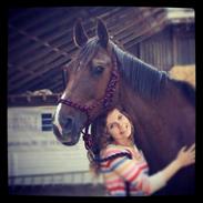 Dansk Varmblod ~ Dobell Bastbjerg | Verdens bedste hest. <3