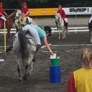 Anden særlig race Lillie-lund's Ali-Boy