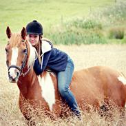 Hollandsk Sportspony Nicky (nixon)