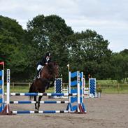 Dansk Varmblod Mon Amie [Baby]