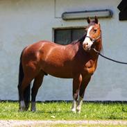 Quarter Hot Spot Catalist